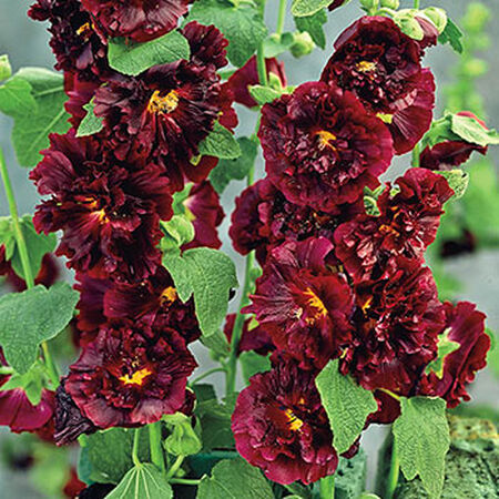 Chater Maroon, Hollyhock Seeds - Packet image number null